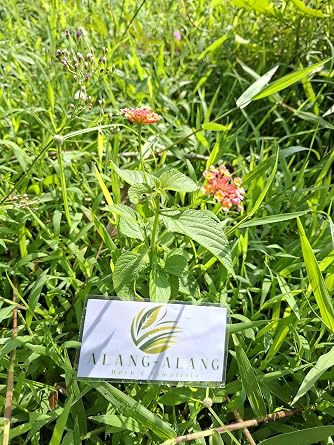 Daun Tembelekan (Lantana Camara) Shrub Verbena Dried Leaves (30 gram)