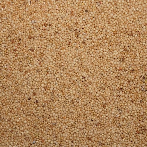 Palm Beach Medicinal Herbs - Amaranto Gigante Naranja (Amaranthus hypochondriacus) - Paquete de 50 Semillas