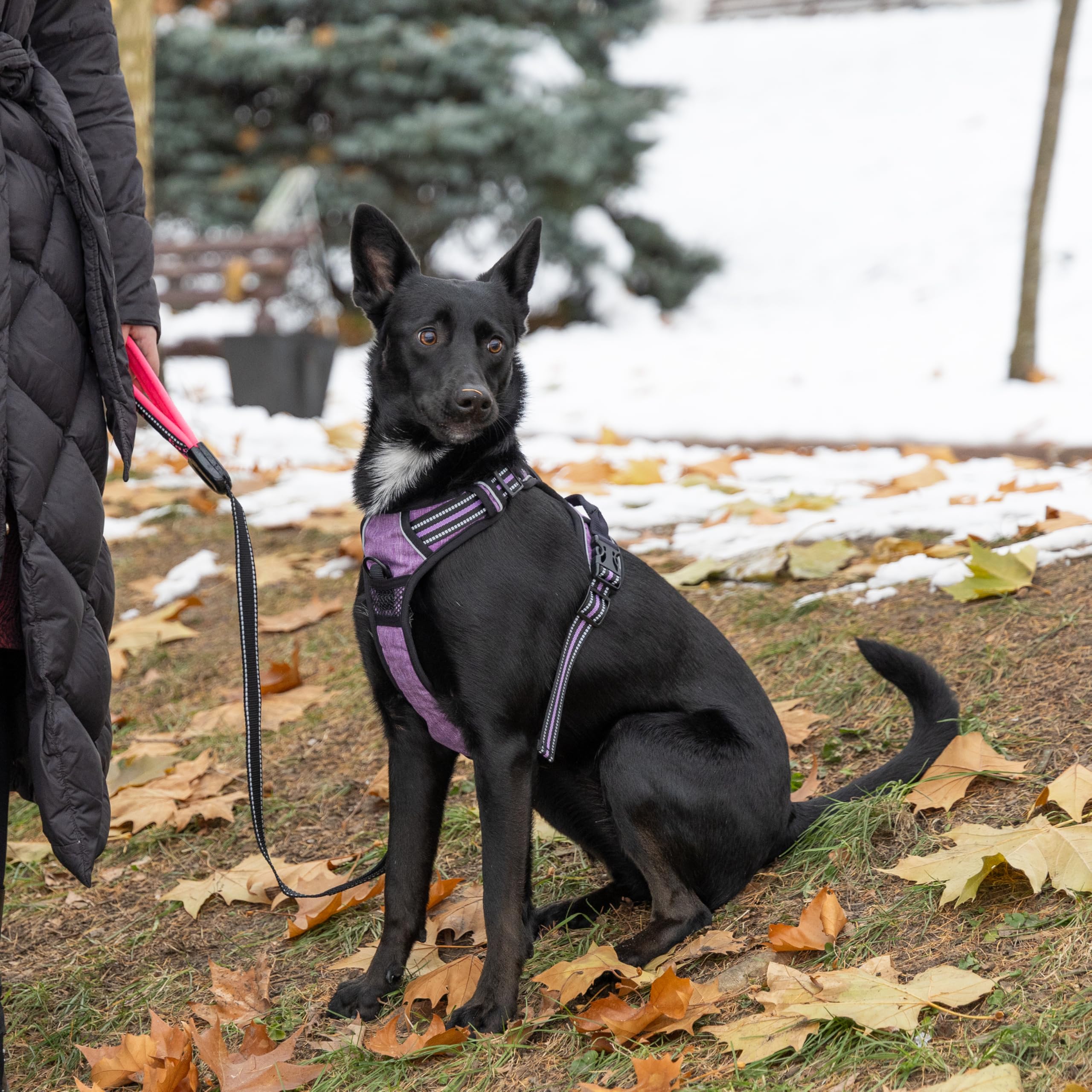 Ferplast Pettorina Cane Taglia Media, 2 Ganci per Massimo Controllo, Anti Tiro, Pettorina Cane Regolabile, Riflettente, Traspirante, Imbracatura Cani ideale per Addestramento M, Viola