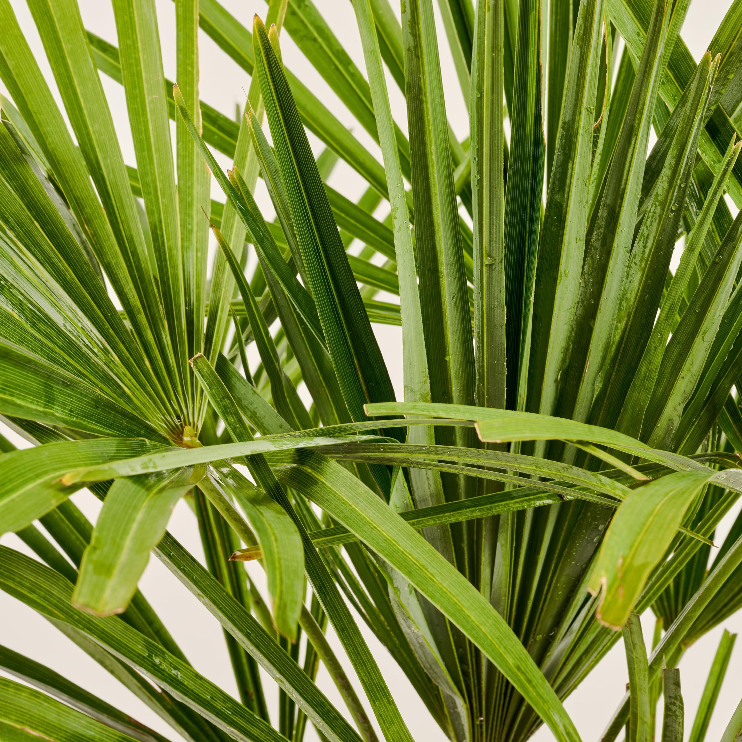 Meine Orangerie Hanfpalme Trachycarpus - Frosthart bis -19 Grad - im Ø 22cm Topf - Chinesische Hanfpalme - Winterharte Palme (Ø 22cm)