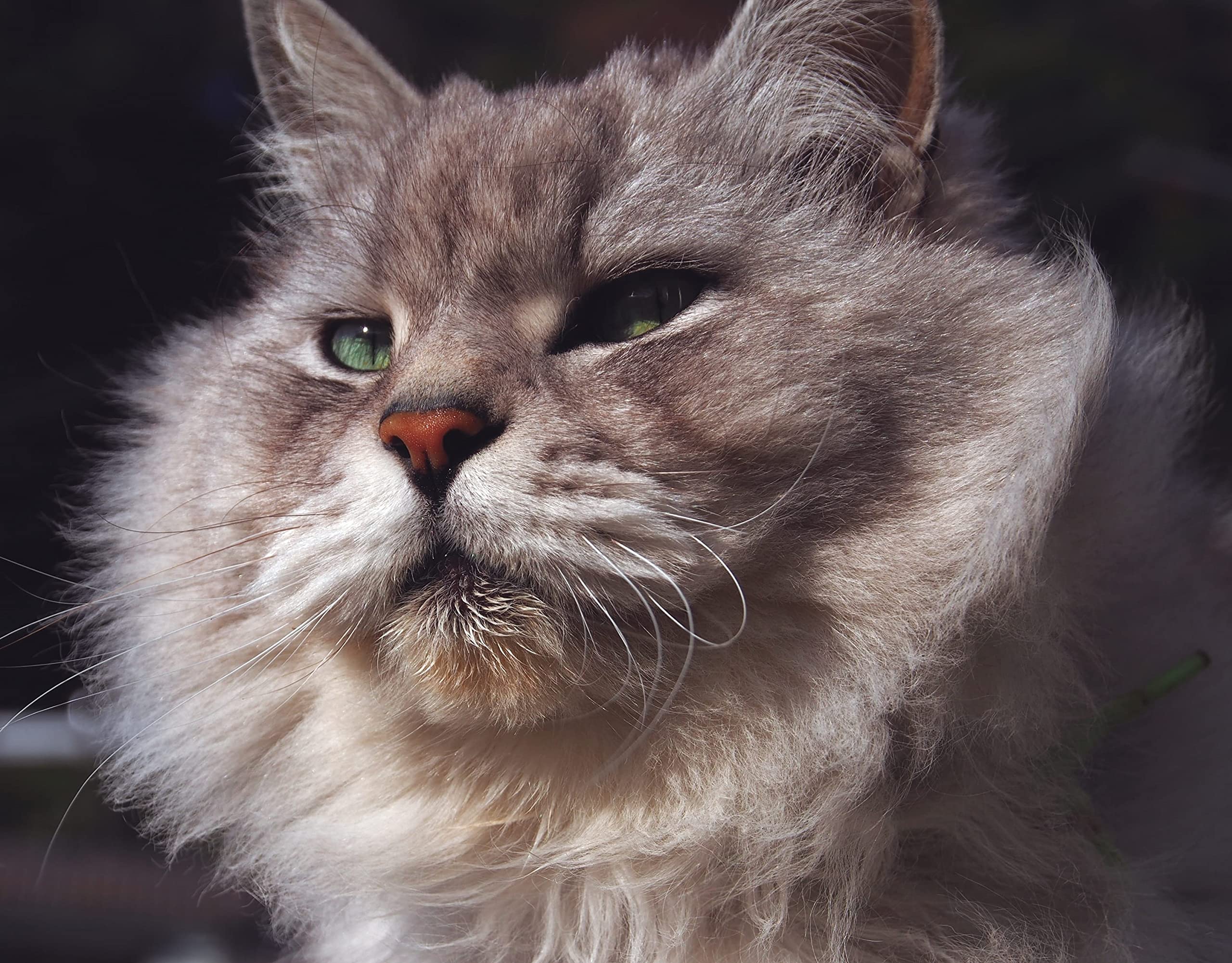 Amazon Co Jp ボス猫カレンダー22 特別付録 A1サイズポスターカレンダー付 カレンダー 岩合 光昭 文房具 オフィス用品