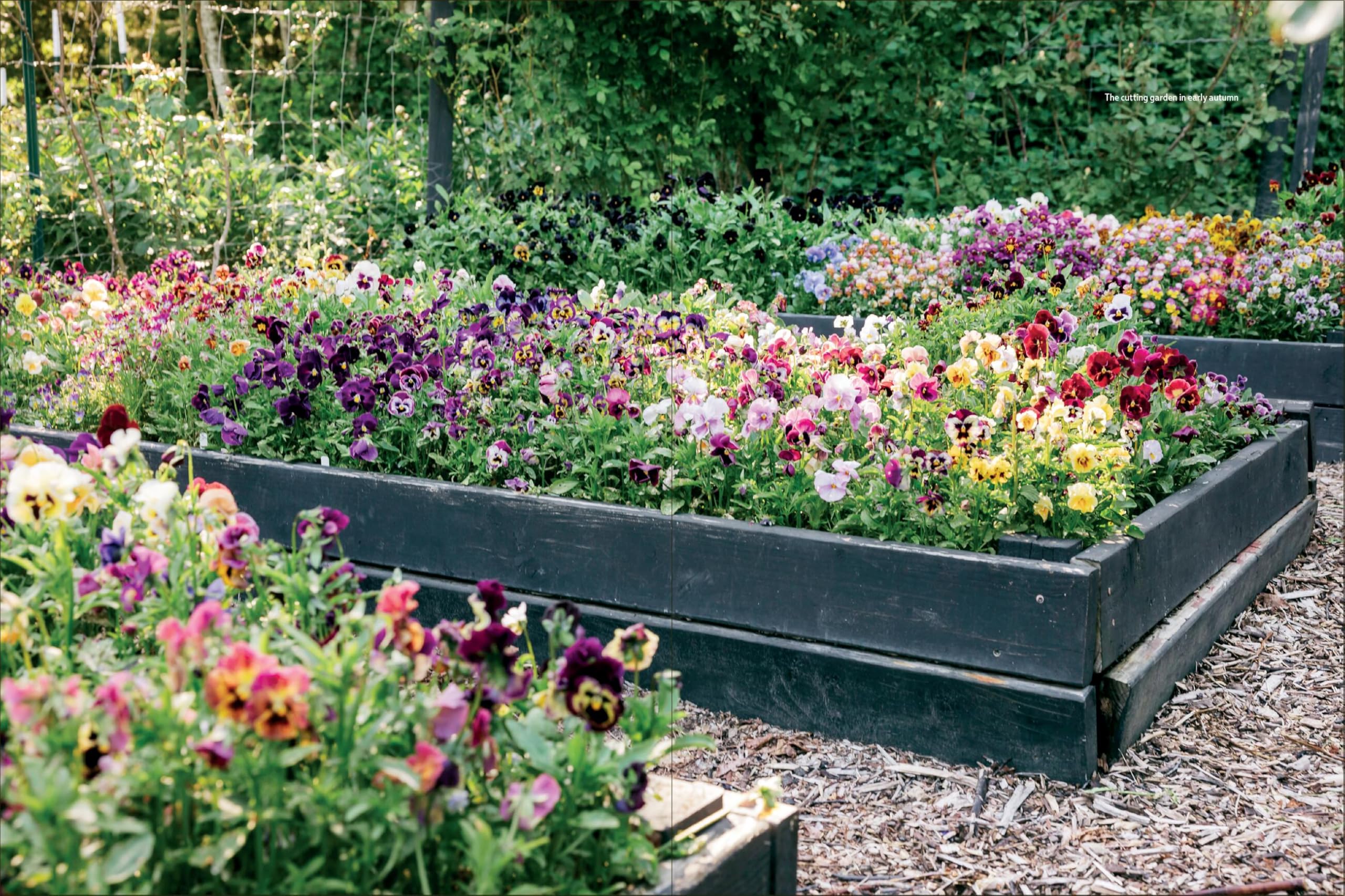 Pansies: How to Grow, Reimagine, and Create Beauty with Pansies and Violas