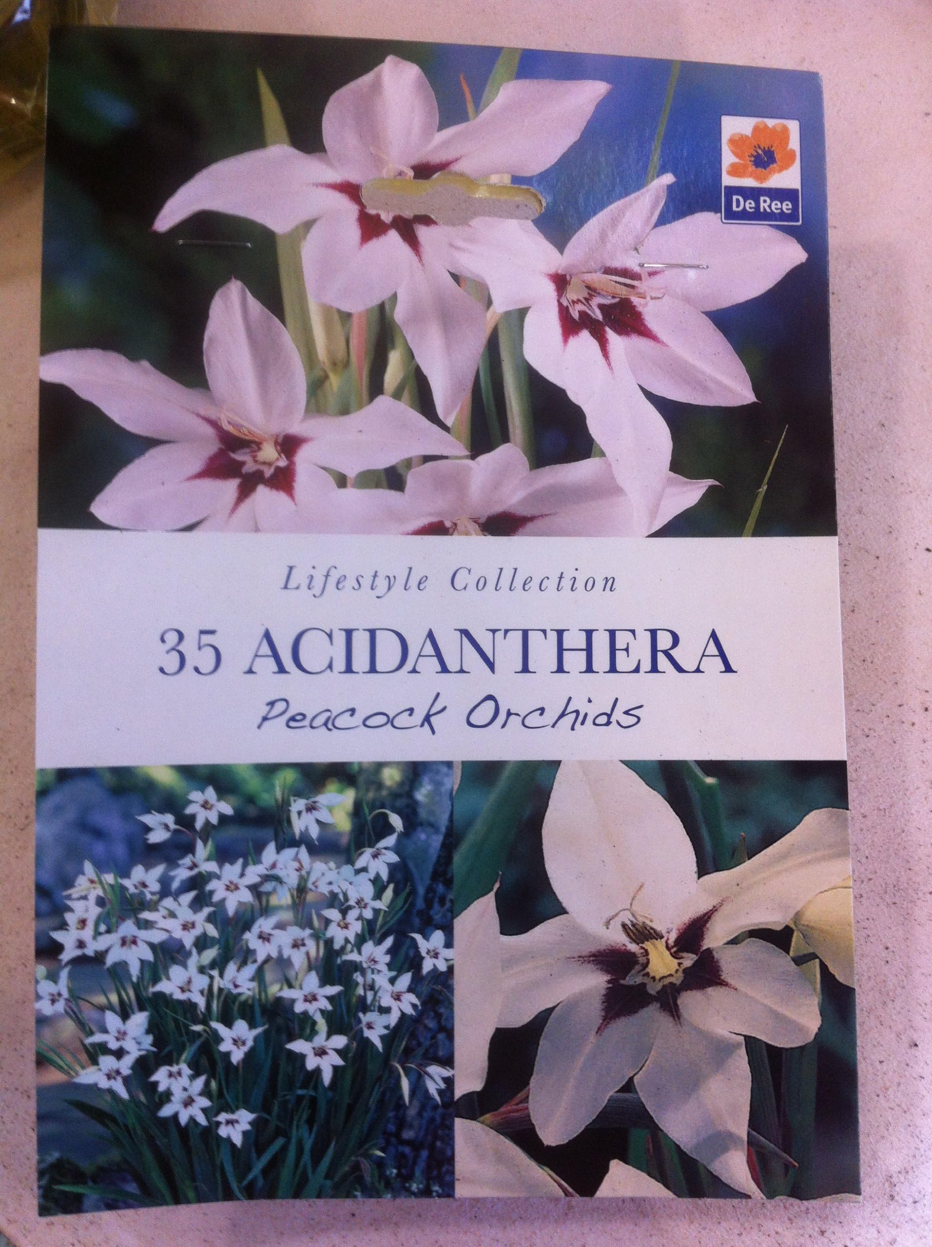 De Ree 35 ACIDANTHERA Peacock Orchids Summer Bulbs -Lifestyle Collection