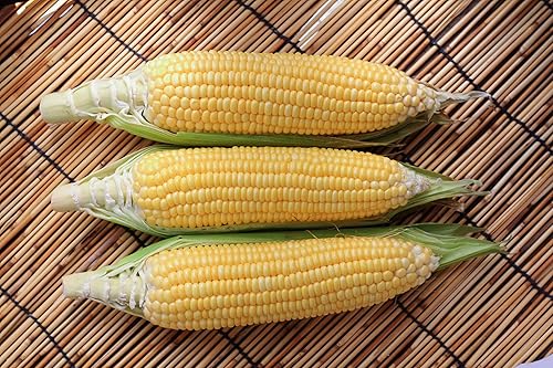 Semillas de maíz híbridas Sugar Buns