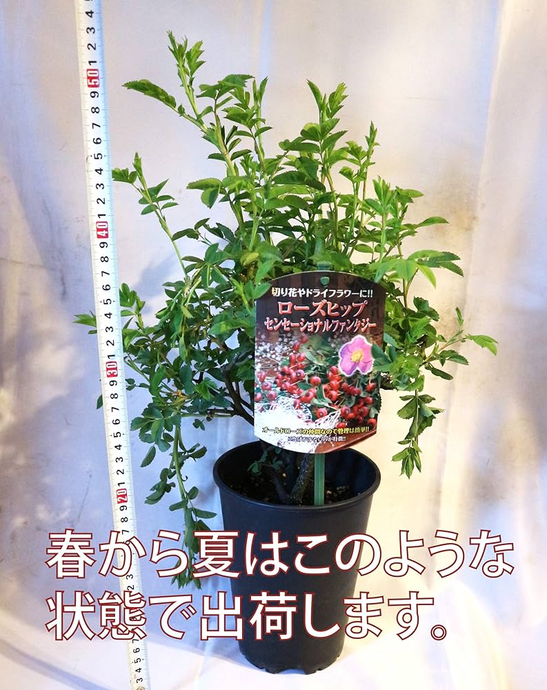 特価‼️バラの実❇️ローズヒップ❣️センセーショナルファンタジー 20本♪② ローズヒップ センセーショナルファンタジー 実取り用品種 薔薇苗15cm