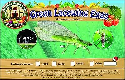 Green Lacewing Eggs - 10,000 Live Eggs packed in Rice Hulls