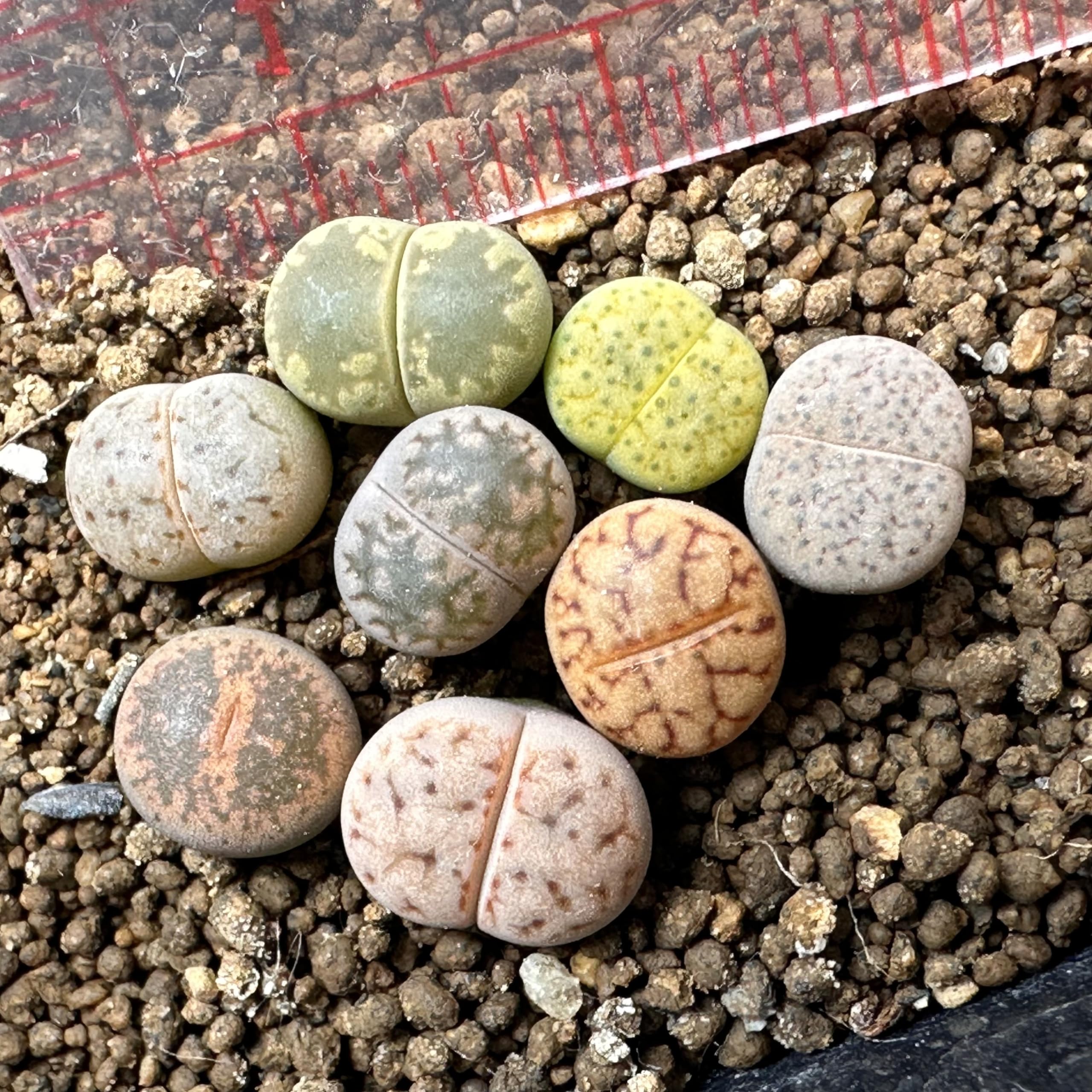 生ける宝石リトープス