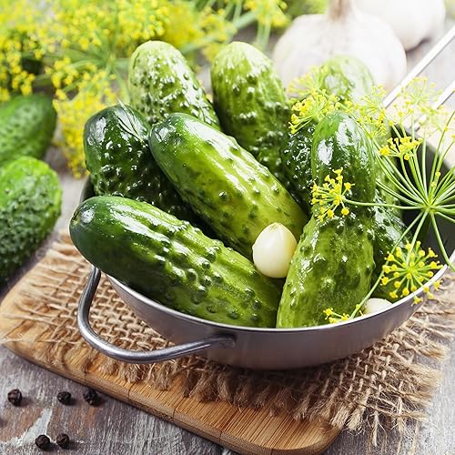 Davids Garden Seeds Pepino Pickling Boston FBA-0002 verde 50 semillas de reliquia sin OMG