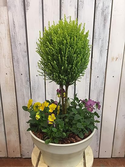 Amazon 寄せ植え ゴールドクレスト トピアリー ビオラのミックス植え ホワイトカラーのプラスチック製で軽量化 小花のビオラがたくさん咲いてくれますよクリスマスの準備にも 観葉植物 オンライン通販