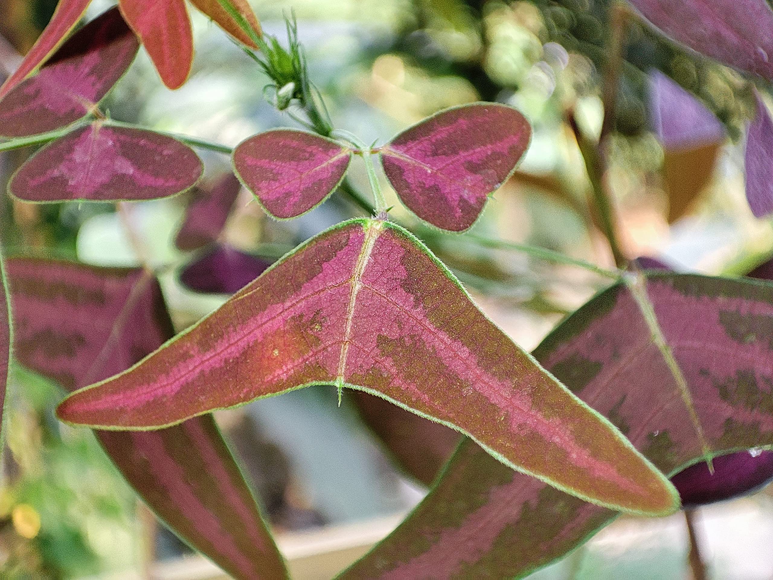 Gachwala Red Butterfly Wing (Christia Vespertilionis) - Live Plant 