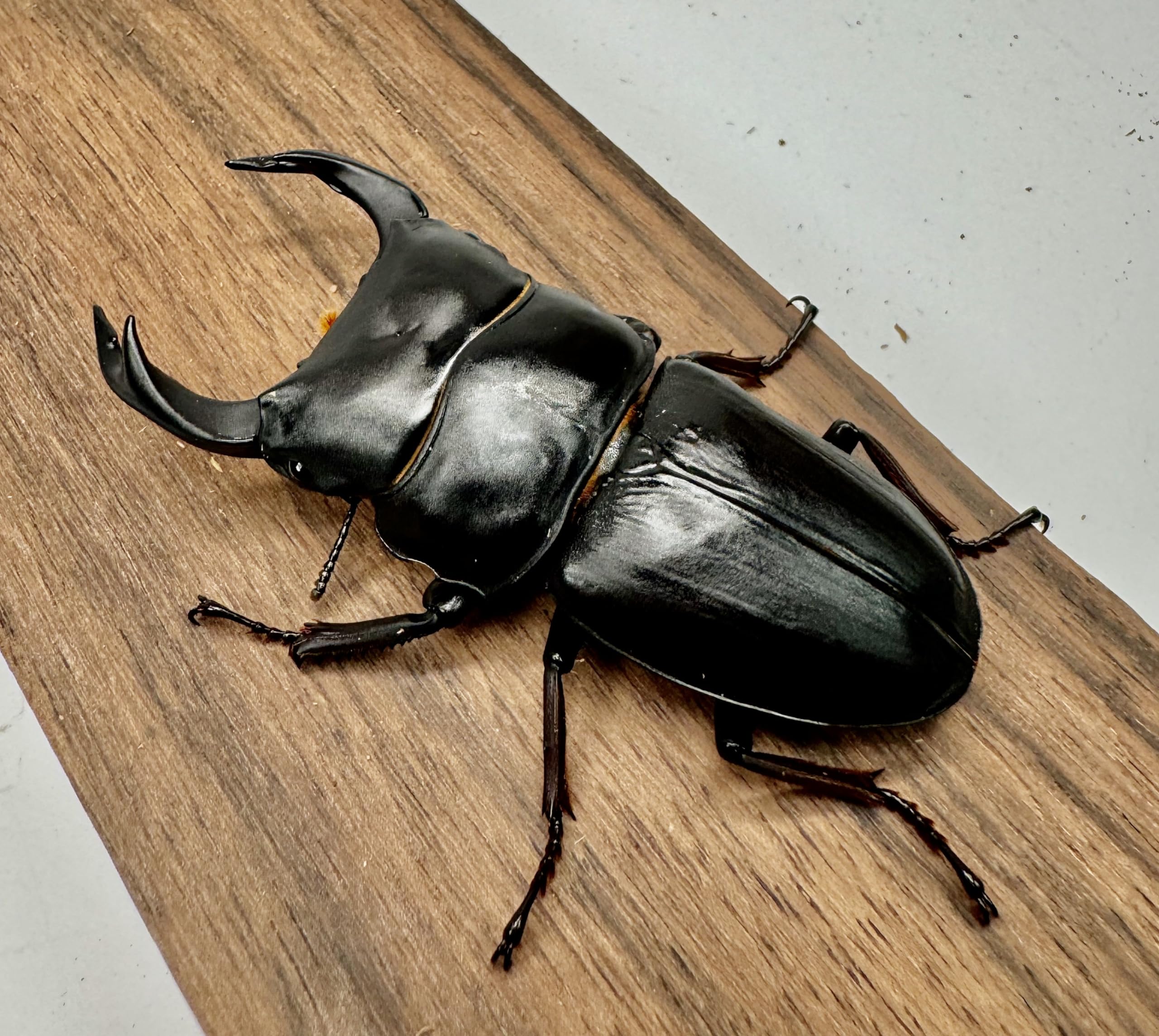 マツノ久留米 オオクワガタ 81mmペア