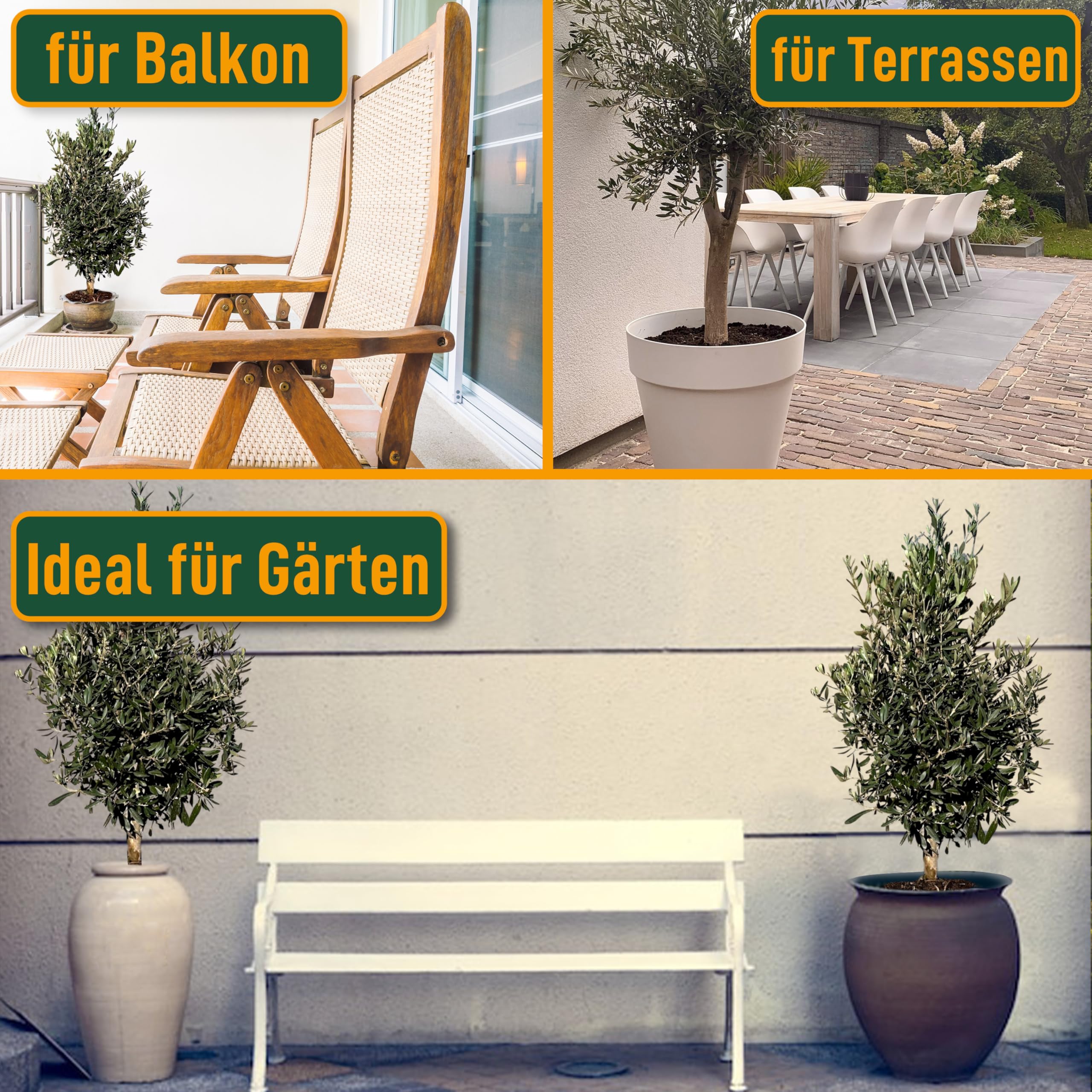 Olivenbaum Olea Europaea Strauchform Immergrün Winterhart bis -18°C ideal für Garten & Balkon
