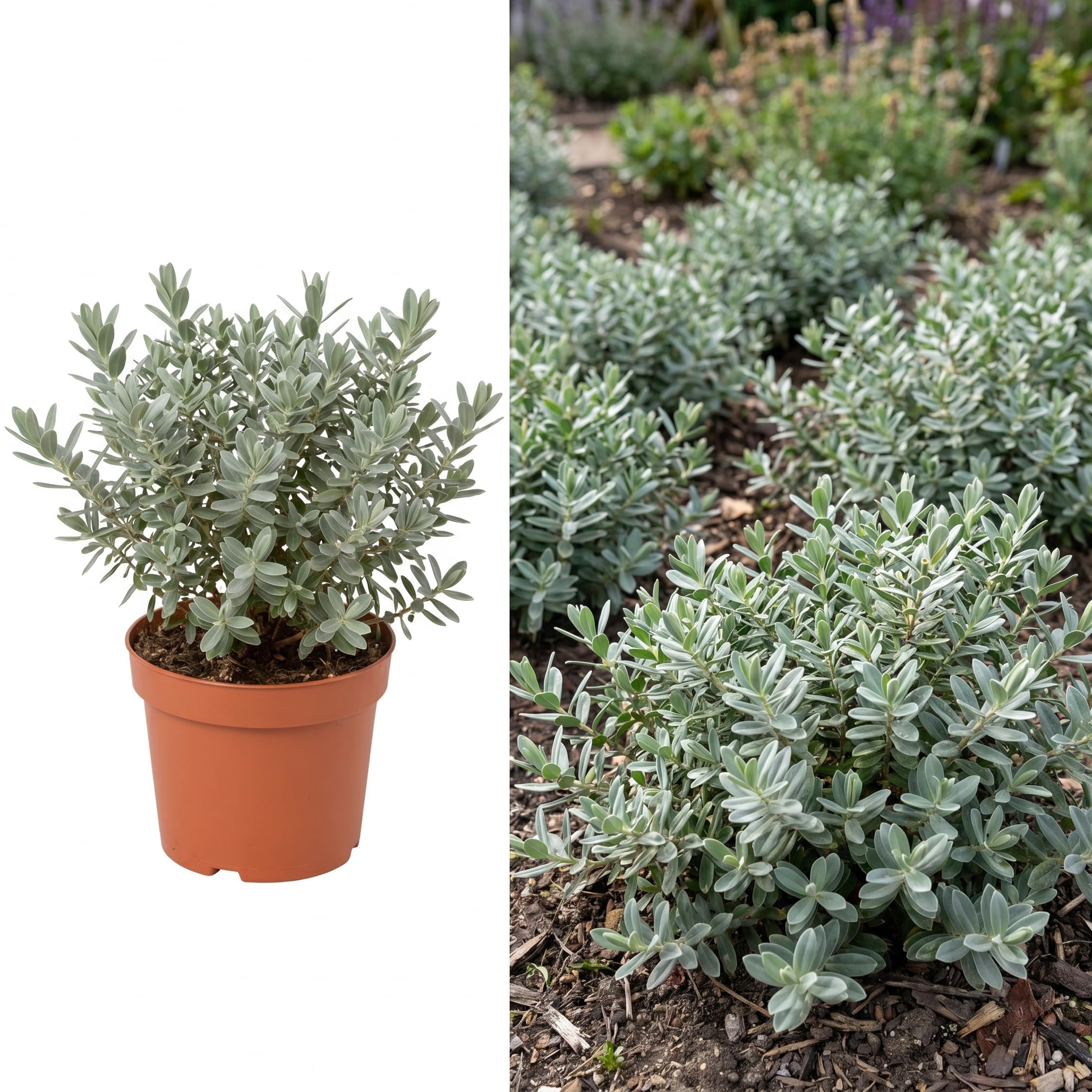 Hebe Sutherlandii Shrub in 2Ltr Pot – Hardy Evergreen Perennial Plant for Gardens, Borders, Pots & Patio – Low Maintenance, Compact, Bee Friendly, Year Round Interest, Ready to Plant
