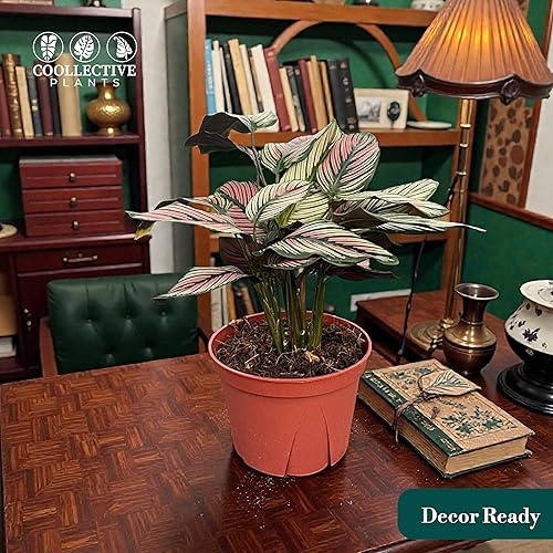 Miniatura 3 de Calathea Whitestar - Planta viva en una maceta de cultivo de 6 pulgadas, viva en interiores, fácil de cultivar, fácil de cuidar y de bajo