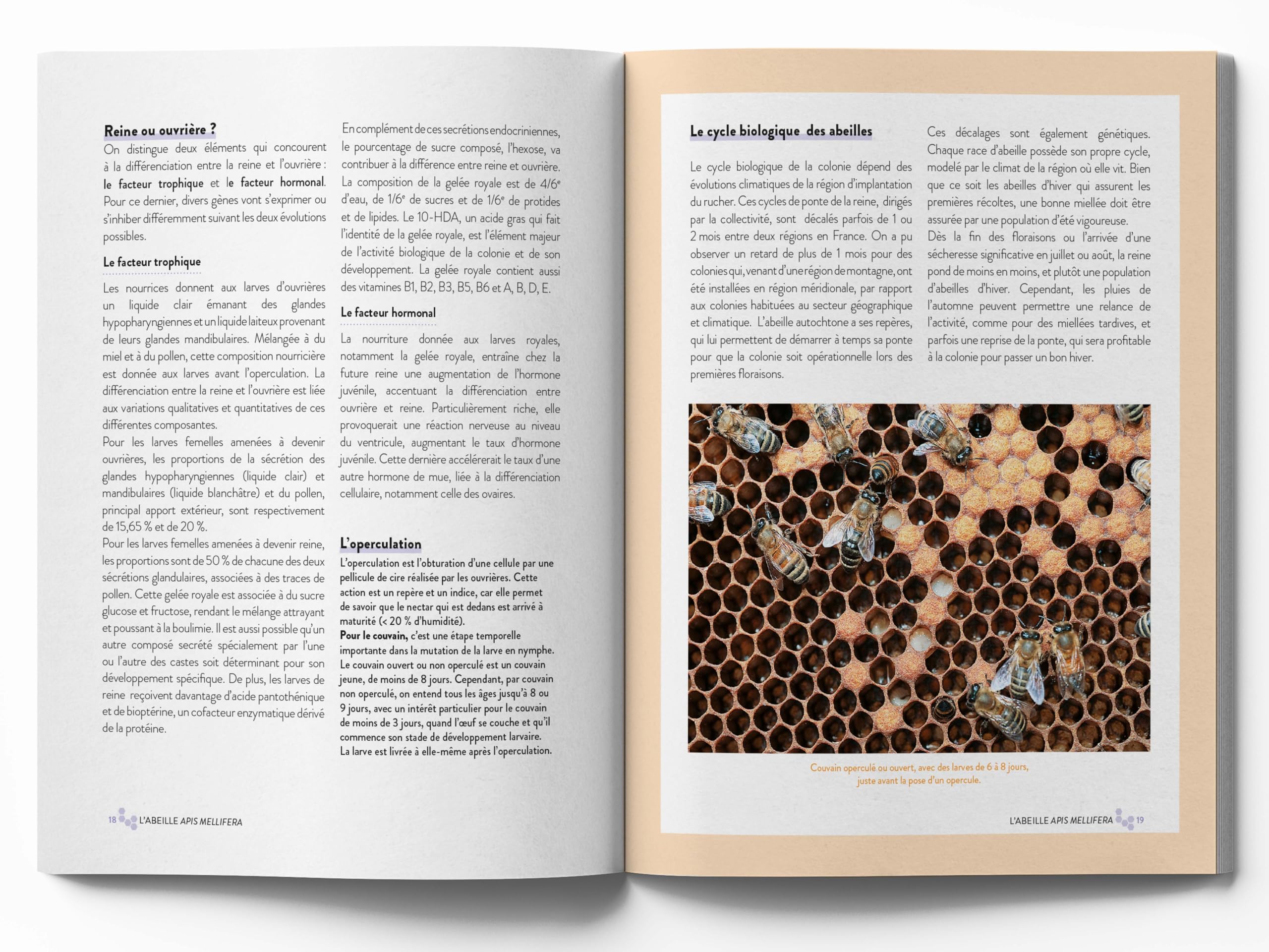 Le grand guide visuel de l'apiculture: Les techniques apicoles pour conduire un rucher