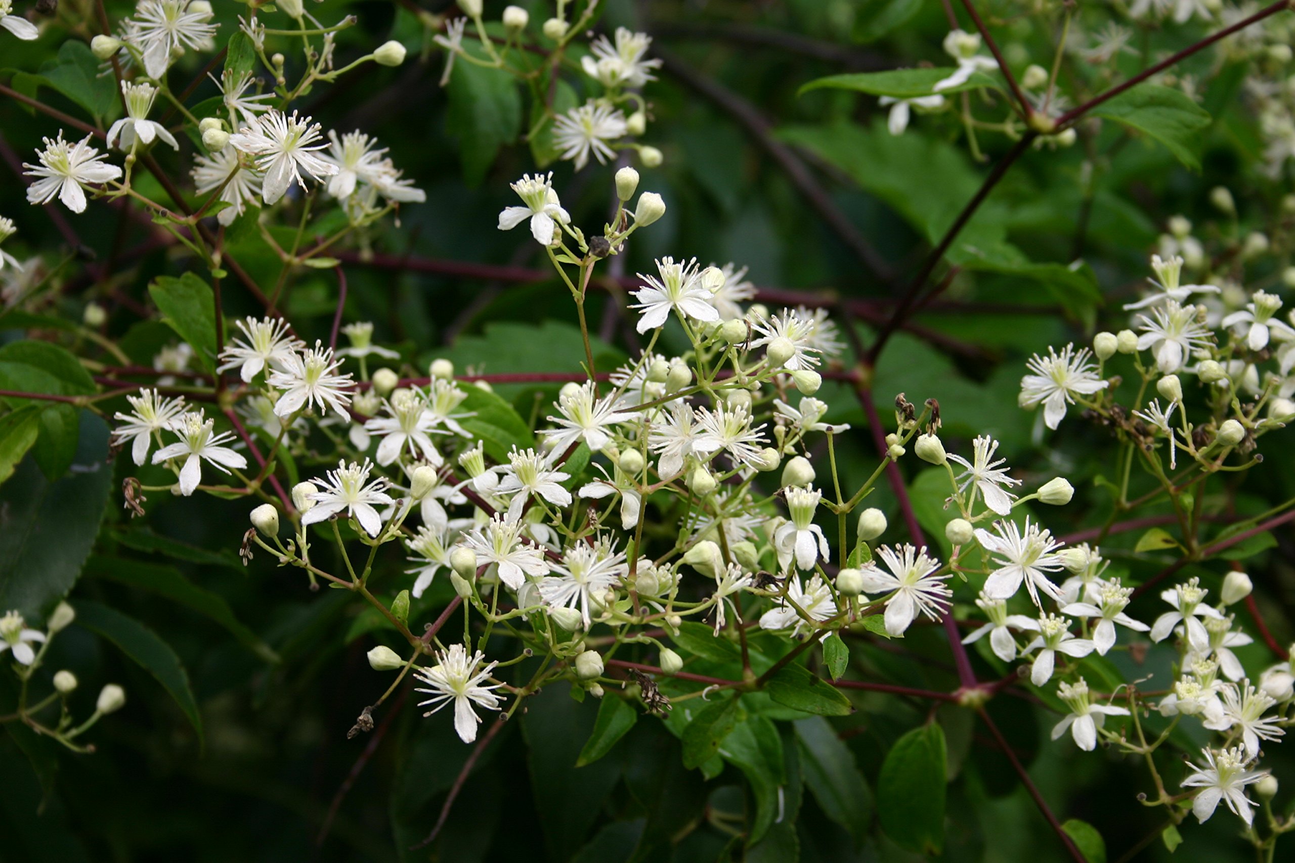Clematis virginiana Love Vine
