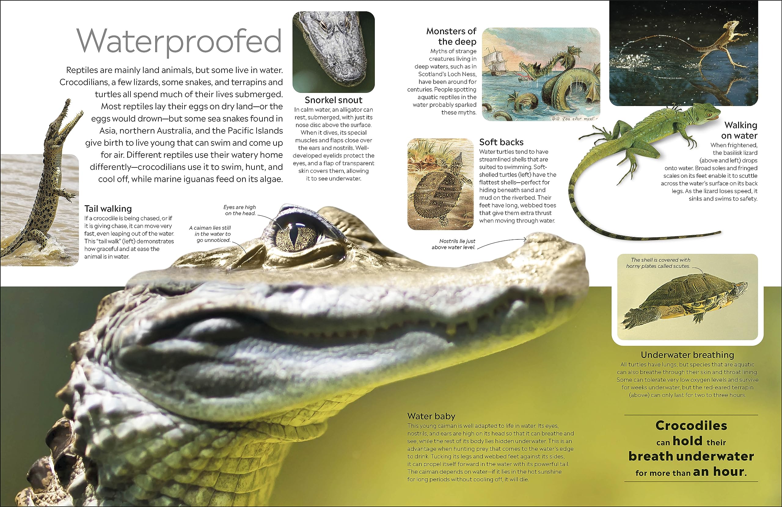 Eyewitness Reptile (DK Eyewitness) - Image 4