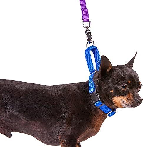 Vista 61 de GoGo Pet Products GoGo - Collar de perro Martingala de 3/8 pulgadas, talla XS, color naranja