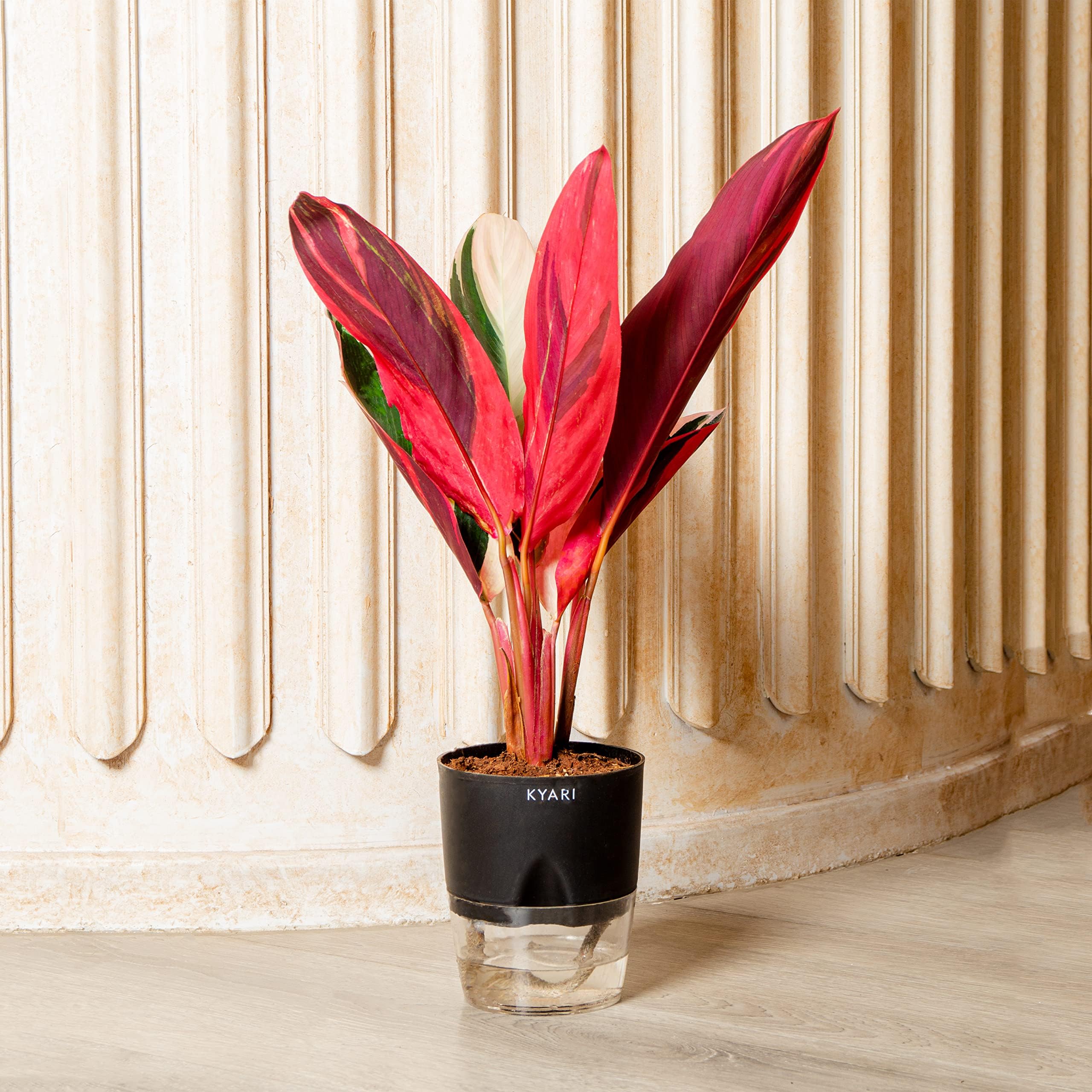 Best Indoor Plants for Home Kyari to Elevate Your Space