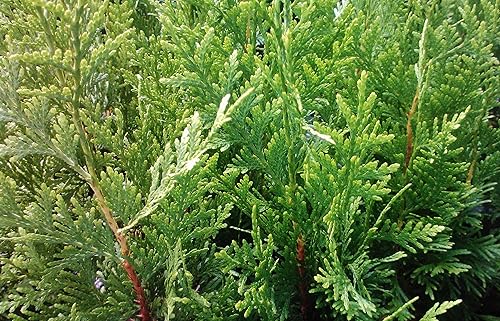 Miniatura 2 de Thuja Green Giant Arborvitae Lote de 20, maceta de 3 pulgadas