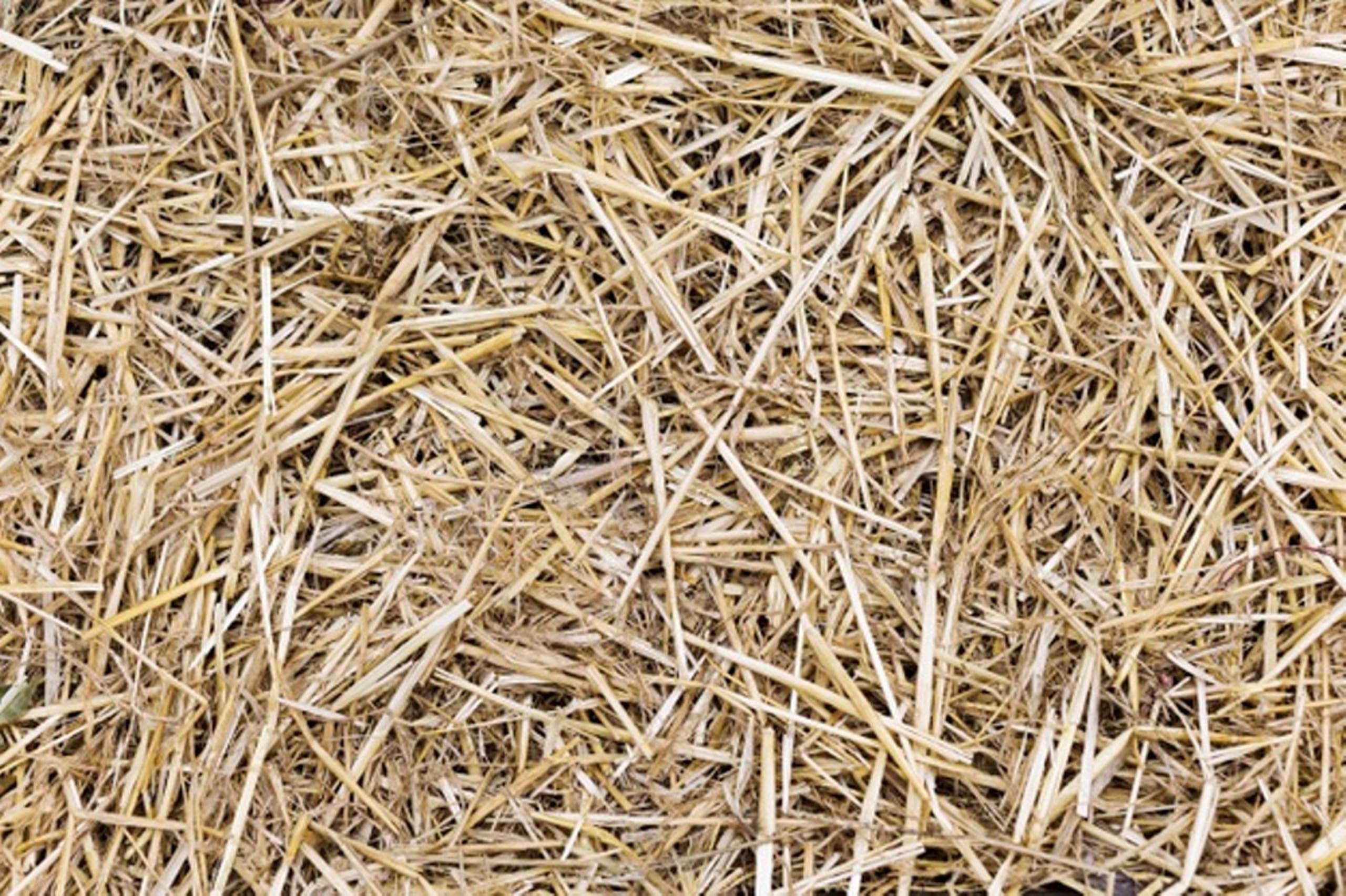 VILLAGE KRAFT Rice/Wheat Straw/Paddy Straw Mulch for Mushrooms/Bunny Animal Bedding/Roses/Garden Beds/Vegetables/Flower/Fruits/Pots/Trees/shrubs/General beds Mulch & for Craft Pack Decor (800, Grams) (B08ZMRYCB5) Amazon Price History, Amazon Price Tracker
