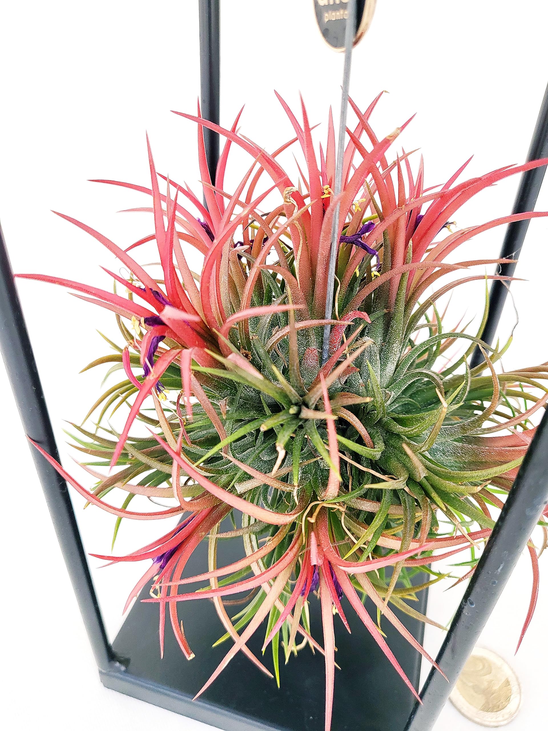 Come prendersi cura della Tillandsia o pianta dell'aria