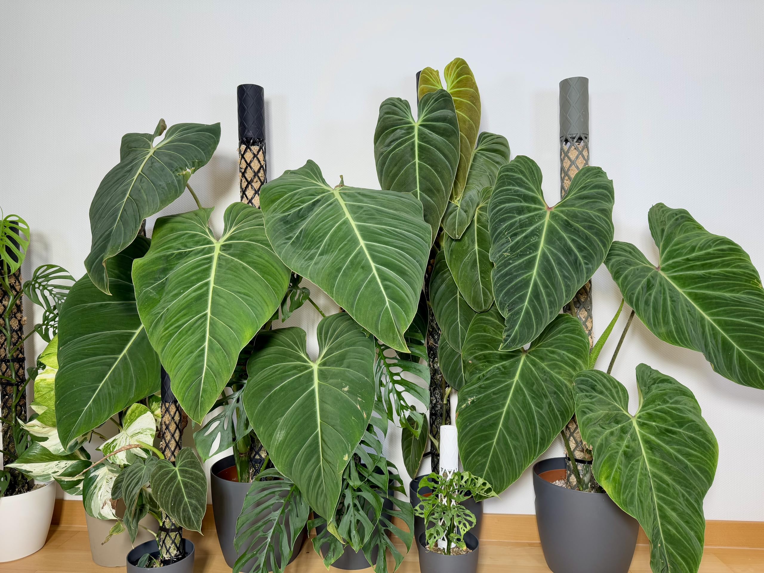 Moosstab Midi Set - Rankhilfe Zimmerpflanze Rankhilfen für Kletterpflanzen, Efeutute, Moosstab, Pflanzenstütze, Moss Pole, Kletterhilfe Zimmerpflanzen, Philodendron (schwarz, 70cm)