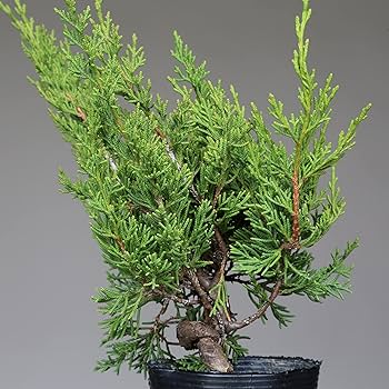 9151-nK361L._AC_UF350,