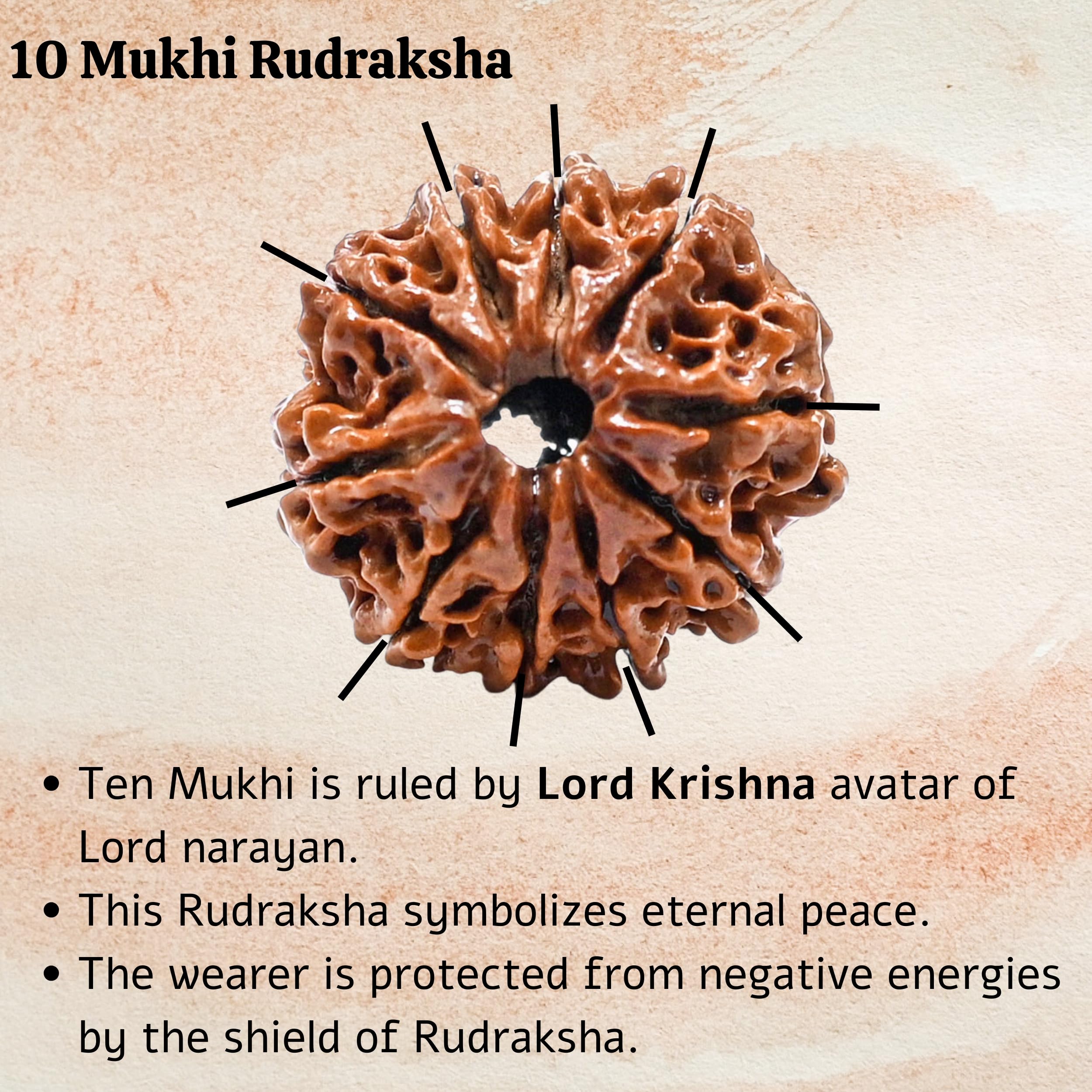10 Mukhi Rudraksha Original Certified Bead - Natural Nepali 10 Mukhi Rudraks for Meditation and Prayer, Protection, Chakra Balancing, Spiritual Growth and DIY Pooja Supplies 1
