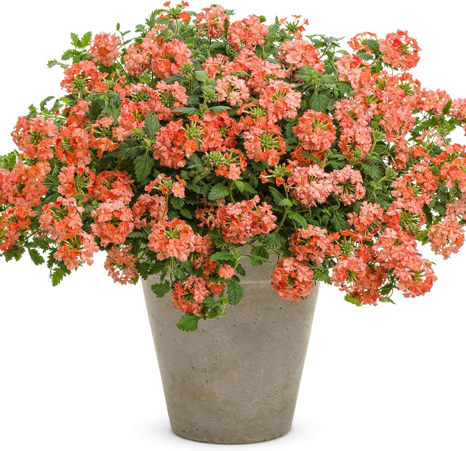 Proven Winners Superbena Peachy Keen Verbena Live Plant, Eco+ Grande, 4 Pack