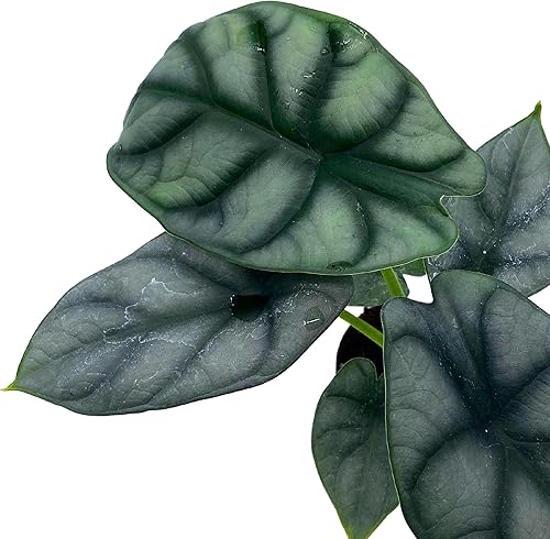 Miniatura 6 de BubbleBlooms Alocasia Silver Dragon, Alocasia Baginda, Joya Alocasia, oreja de elefante dragón plateado en maceta de 2 pulgadas