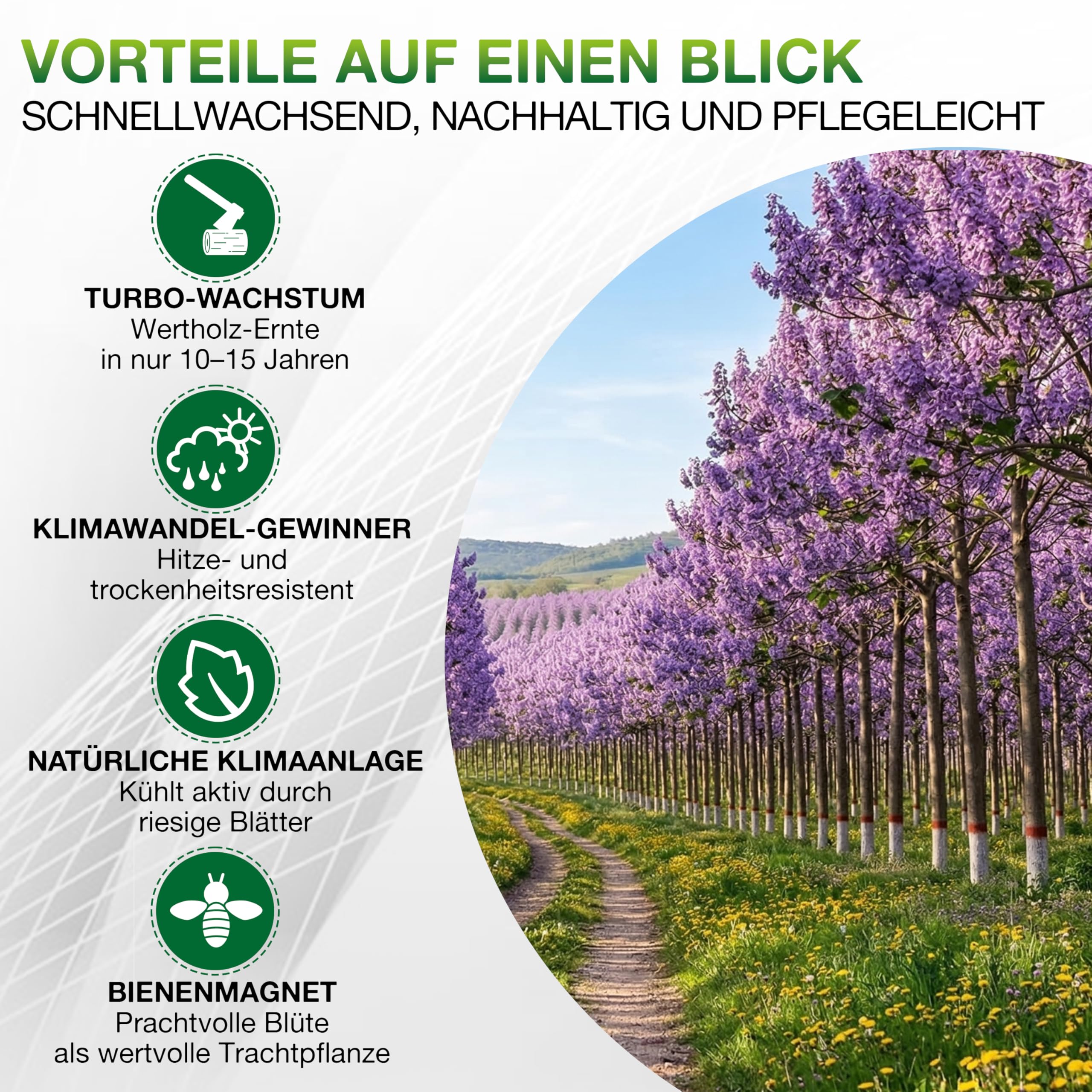 1x Blauglockenbaum Paulownia Shandong – 3-jähriger Wurzelstock – schnellwachsender Kiribaum mit blauvioletten Glockenblüten – winterhart bis ca. -15 °C – Zier-, Schatten- & Wertholzbaum