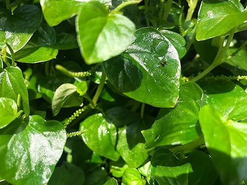 2 paquetes de hierba de garra de cangrejo Peperomia pellucida (rau cang cuaPepper ElderShining Bush Plant - 50 semillas por paquete
