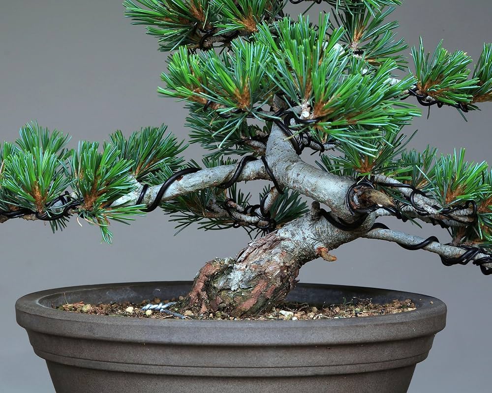 八房五葉松(那須明神)盆栽 八房五葉松(那須明神)盆栽