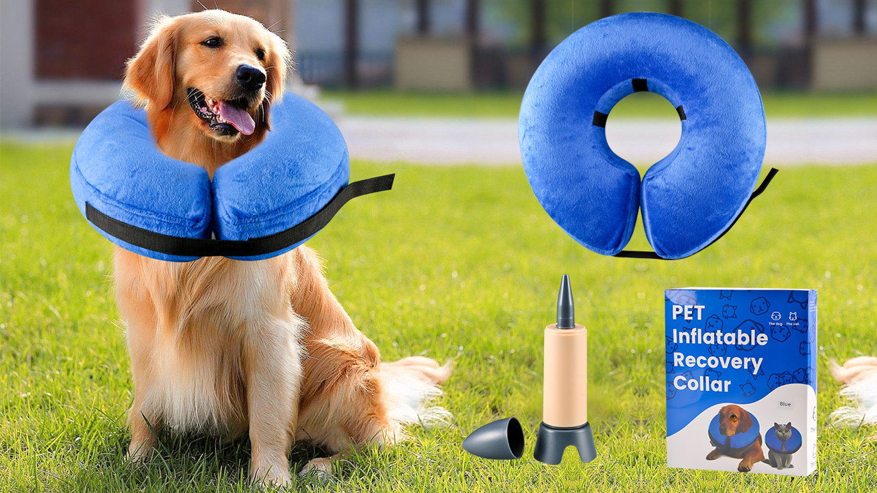 inflatable dog donut