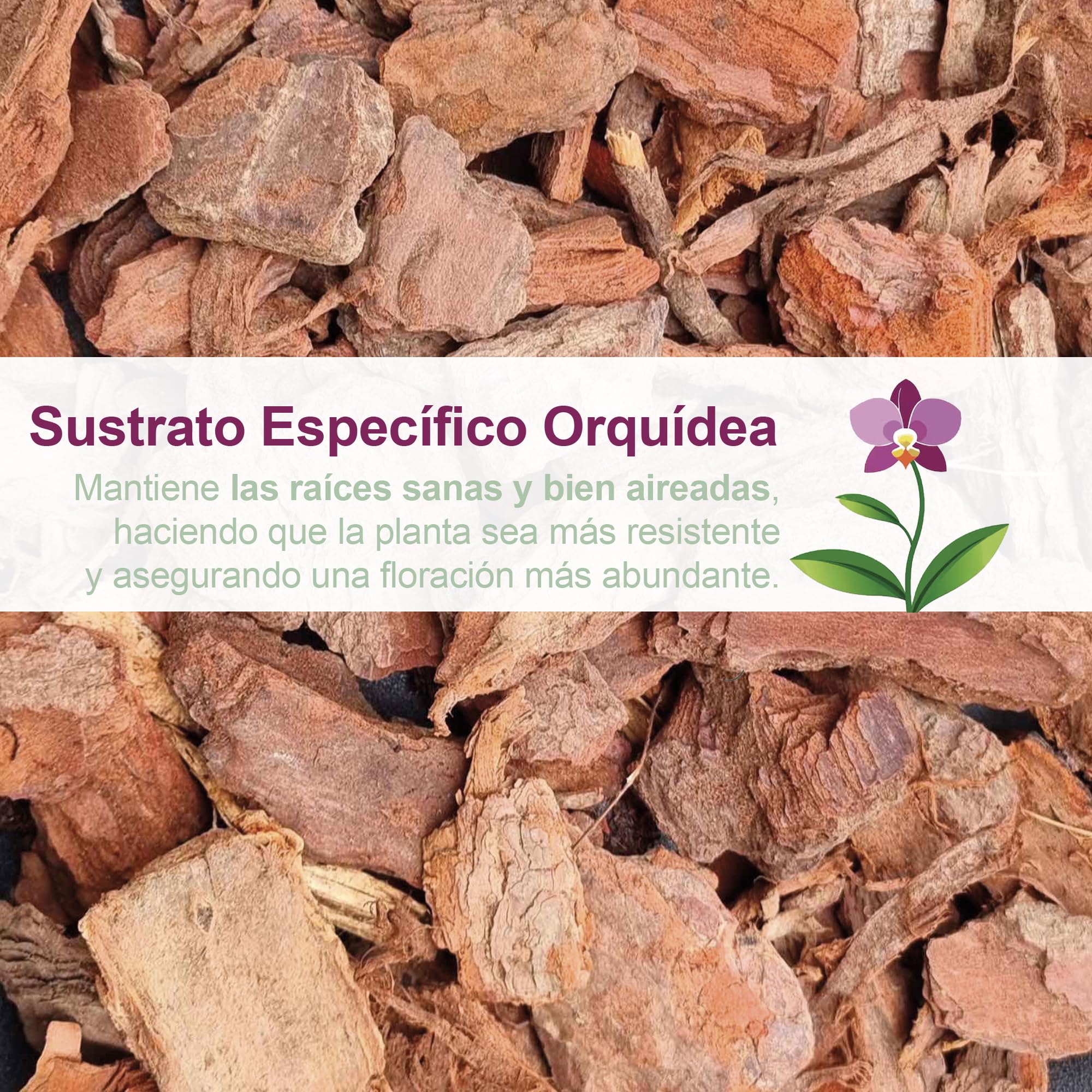 Kalapanta Kit para Trasplantar Orquídeas: 1 Maceta Transparente Ø16cm con Agujeros de Drenaje, 1 Plato Ø14cm, 1 Saco de 2L de Tierra específica para Orquídeas