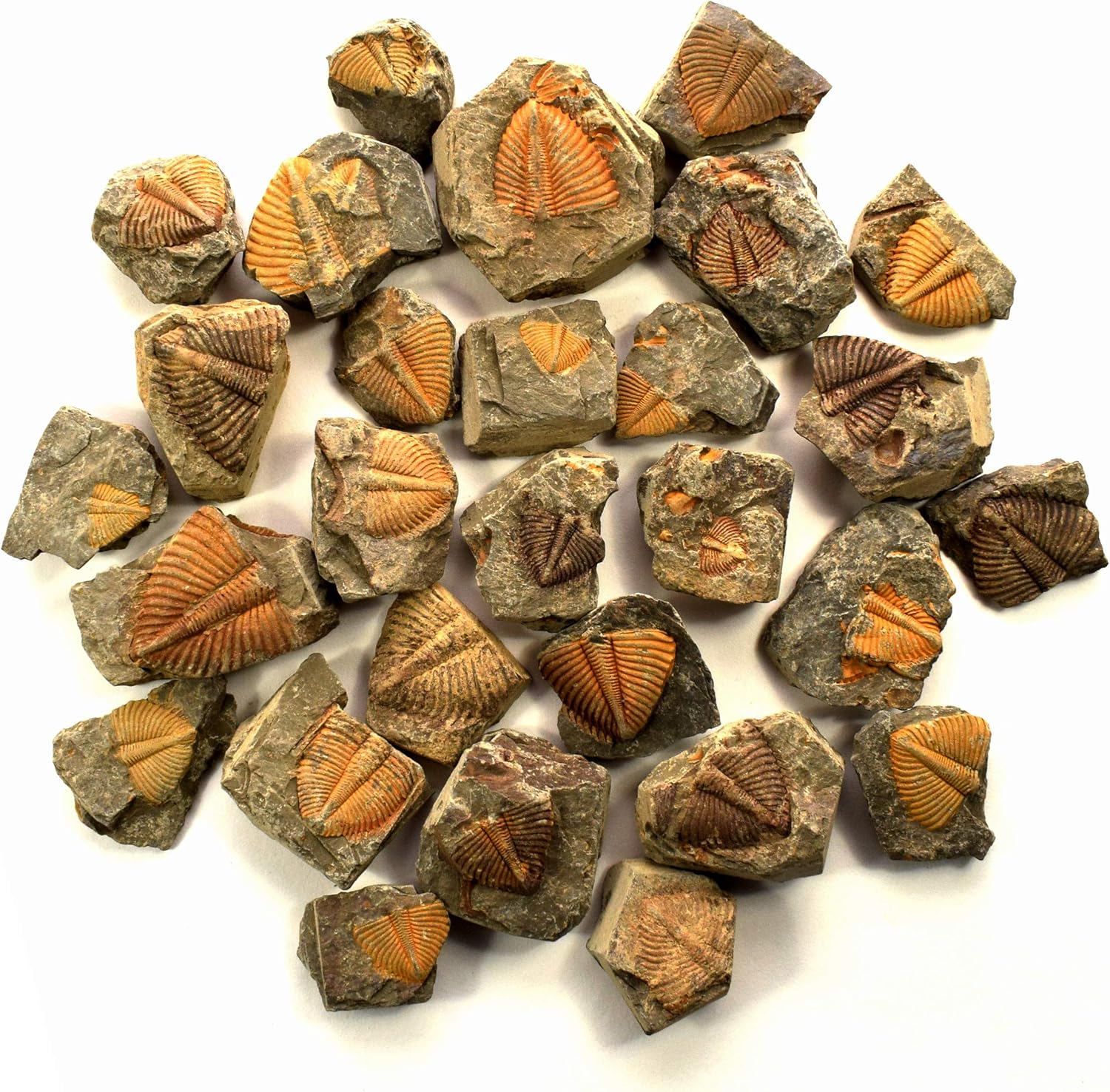 HQRP-Crystal Natural Coronocephalus Trilobite Tail Collectible Gemstone Fossil Mineral Decor Rough Specimen from Hunan, China (10PCs)