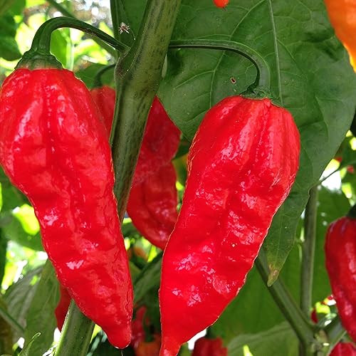 Miniatura 2 de Wayland Chiles La colección de semillas de Chile más caliente I