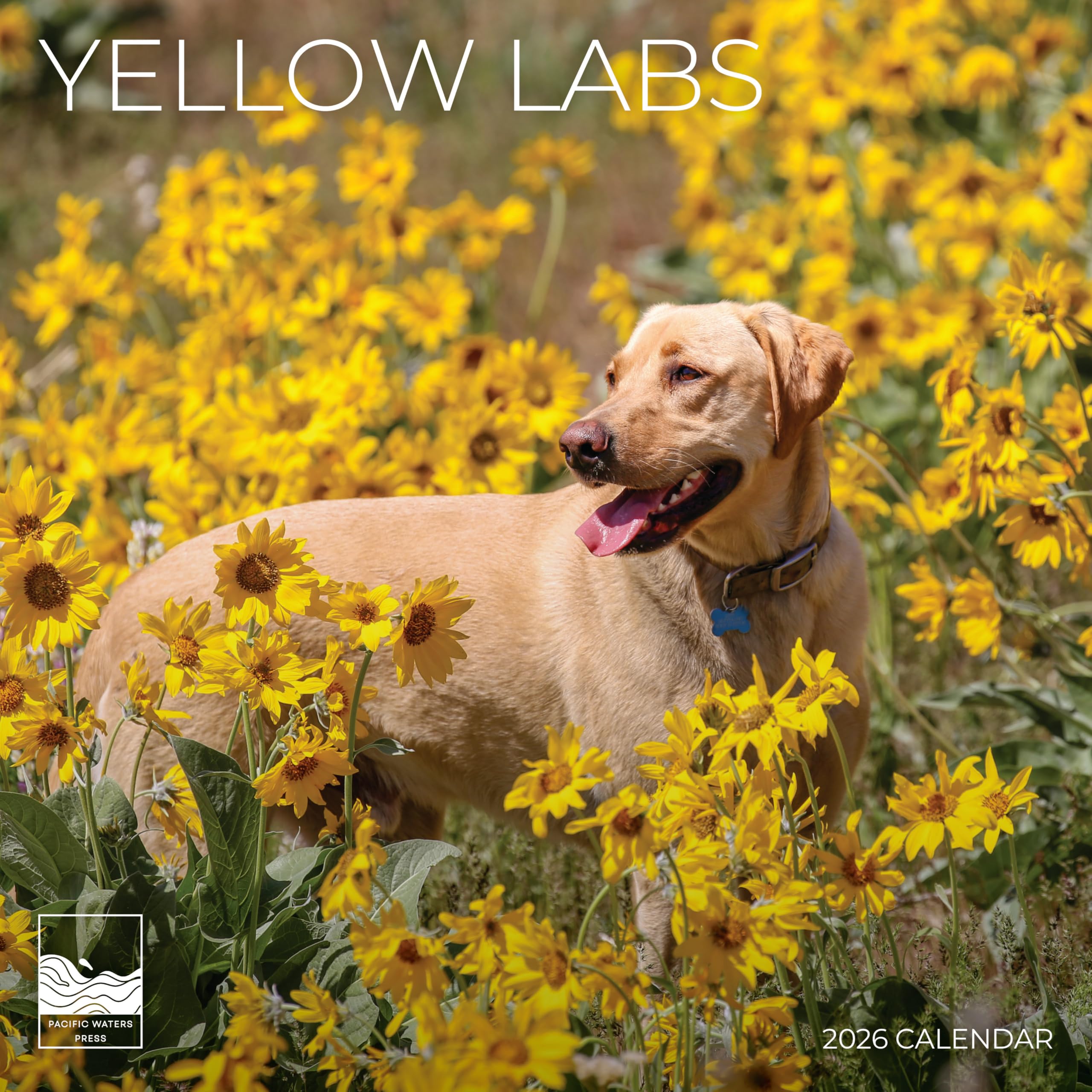Yellow Labrador 2026 Wall Calendar | 12" x 24" Open Calendar | Dog Photography Thick & Sturdy Paper for Planning | Office Kitchen Decor or Gift |