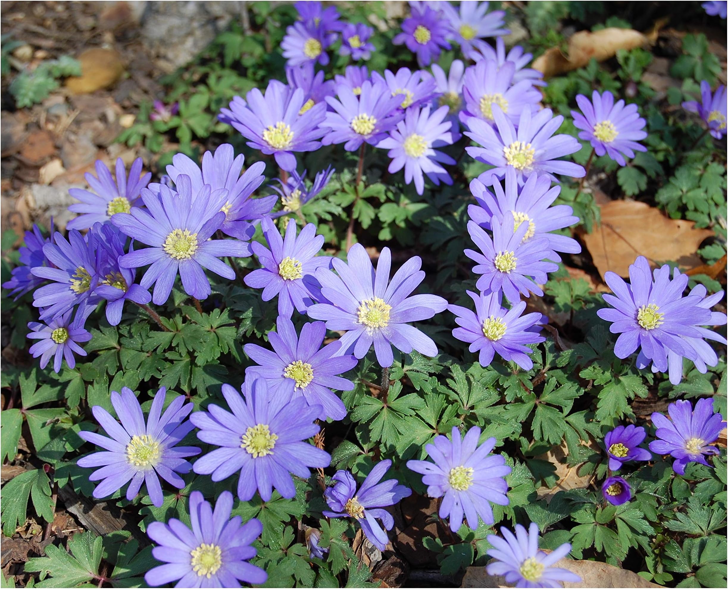 20x Anemone Blanda Blue Shades Bulbs Early Spring Flowering Summer Daisy Type Flowers Grecian Windflower Garden Perennials Size 5/6