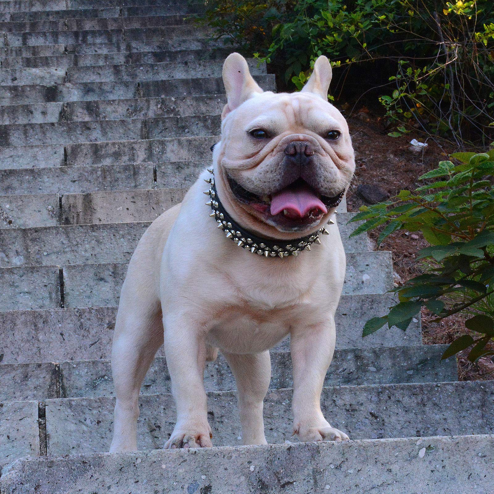 Hundehalsband Mit Pilz-Nieten – Verstellbar, Aus Mikrofaser-Leder, Für Kleine Bis Große Hunde (French Bulldog, Mops, Etc.), In Verschiedenen Größen & Farben