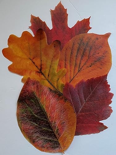 Miniatura 4 de Hojas de papel pergamino para tablas de queso y embutidos, hojas de Sisson Distribution (paquete de 20) (hojas de otoño)