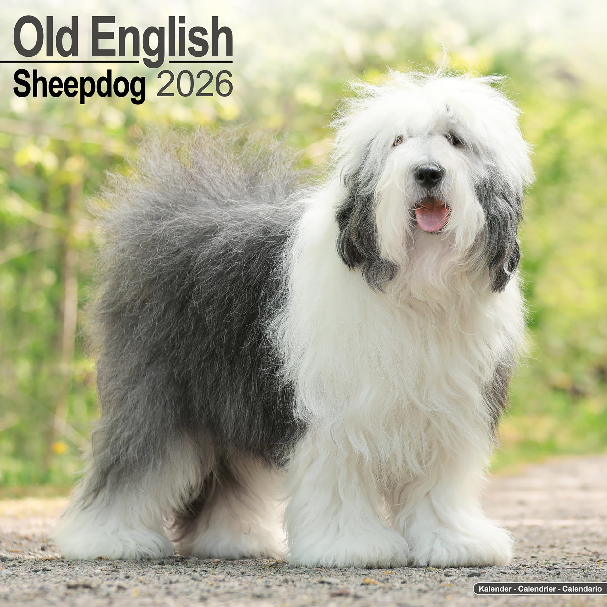 Old English Sheepdog 2026 Calendar | Square Wall Calendar | Dog Breed Gift | Plastic Free Packaging | by Avonside Publishing