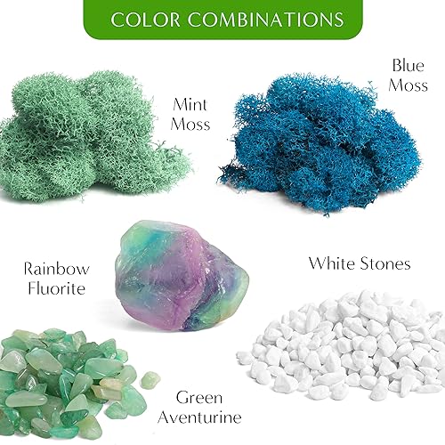 Miniatura 5 de Creations by Nathalie - Kit de terrario suculento de cristal de cáliz de 6 pulgadas para niños y adultos, musgo de reno, cristal y rocas,