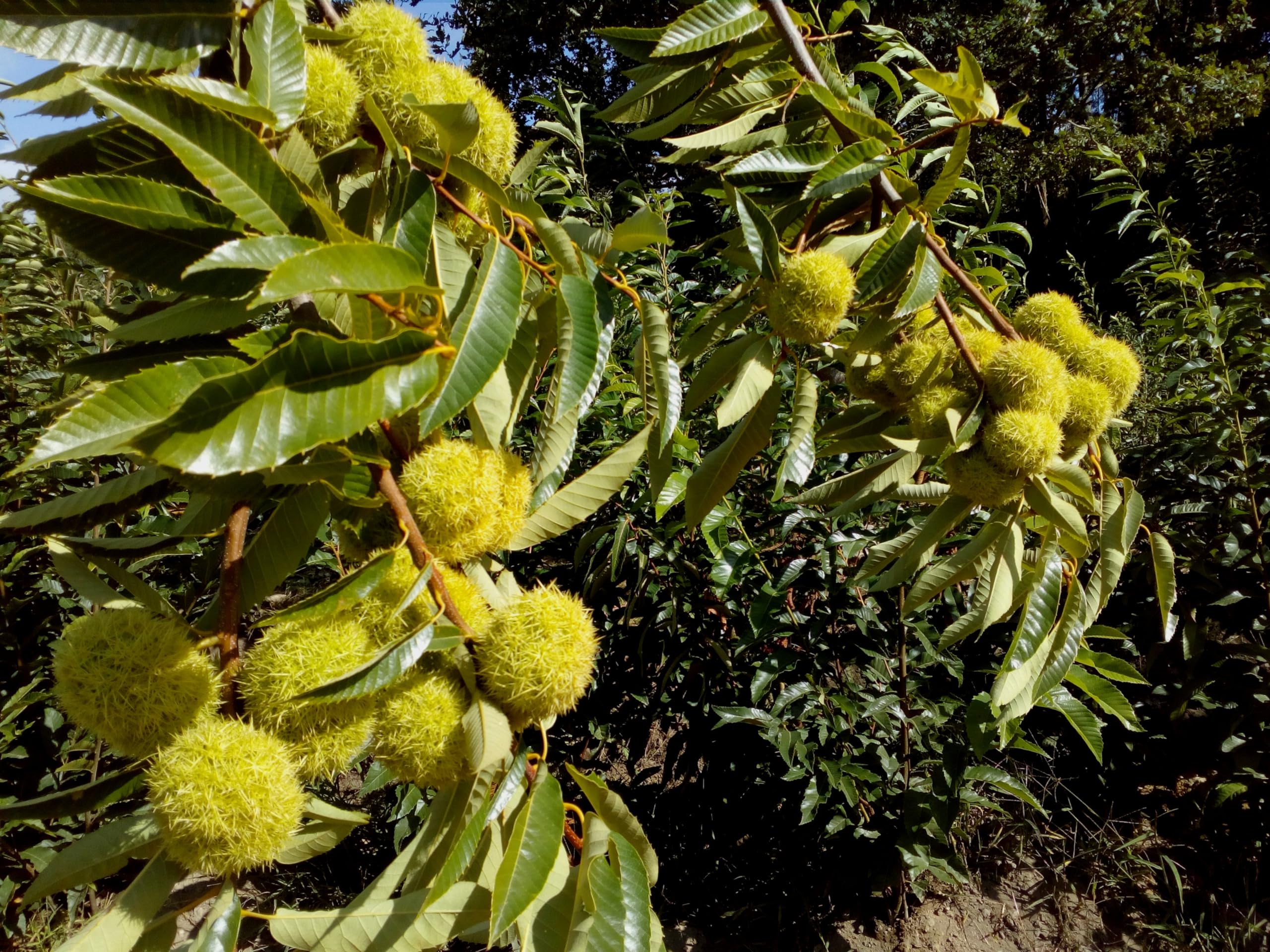 Árbol Frutal castaño. Produce castañas grandes y setas. Altura 1-1,20m. Maceta 3,5 litros. Castaño variedad Soutovello, micorrizado productor de setas (Boletus edulis). Resistencia Tinta y Avispilla