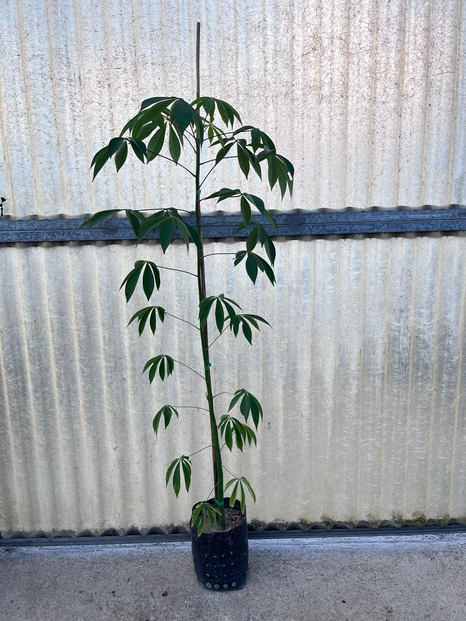 Pianta di Ceiba Speciosa, Albero Bottiglia, Bottle tree. H140cm, vaso 18 (Chorisia speciosa), tronco senza spine.