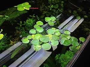 Best Floating Aquarium Plants 8 Best Floating Aquarium Plants 7