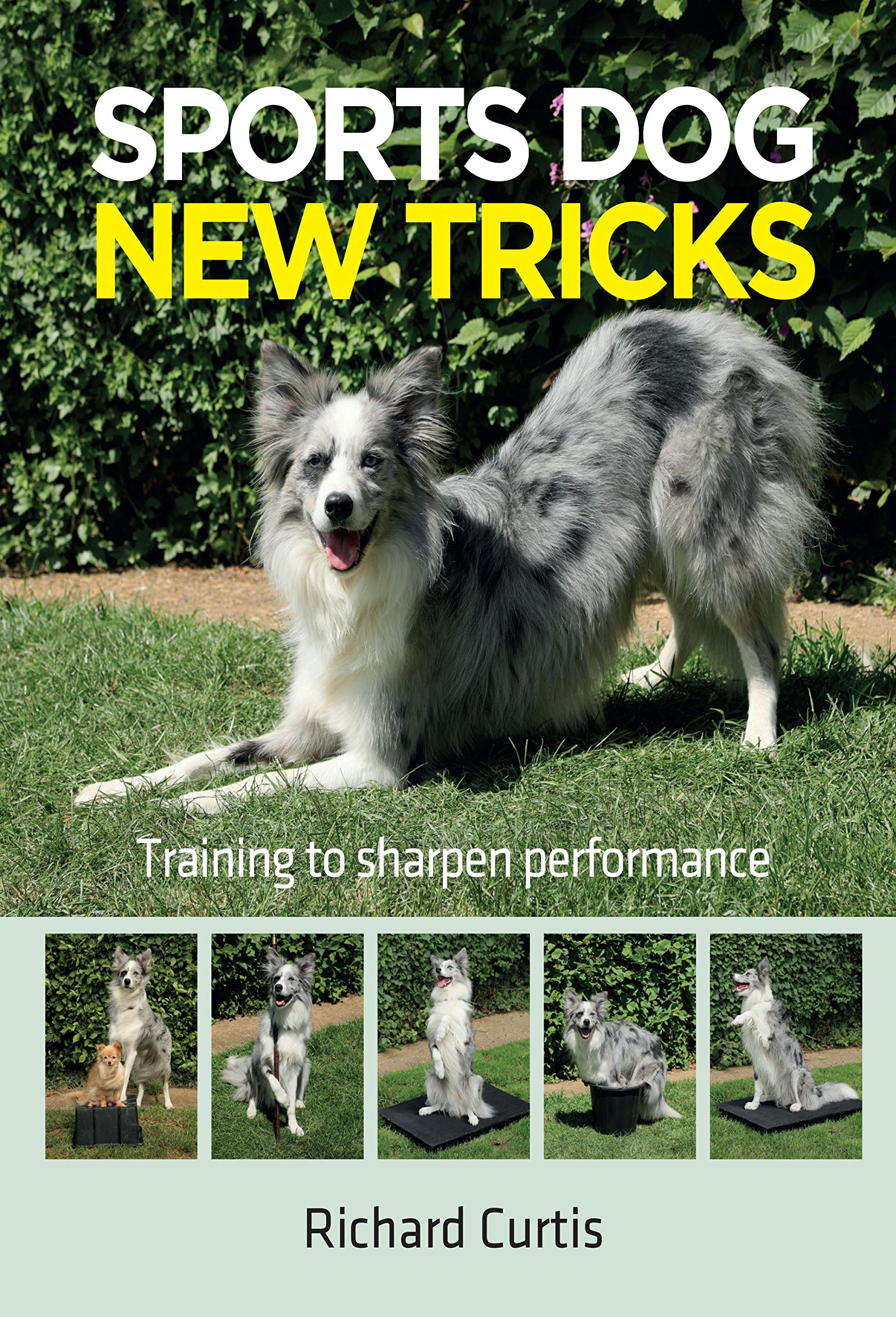 Sports Dog New Tricks: Training to Sharpen Performance