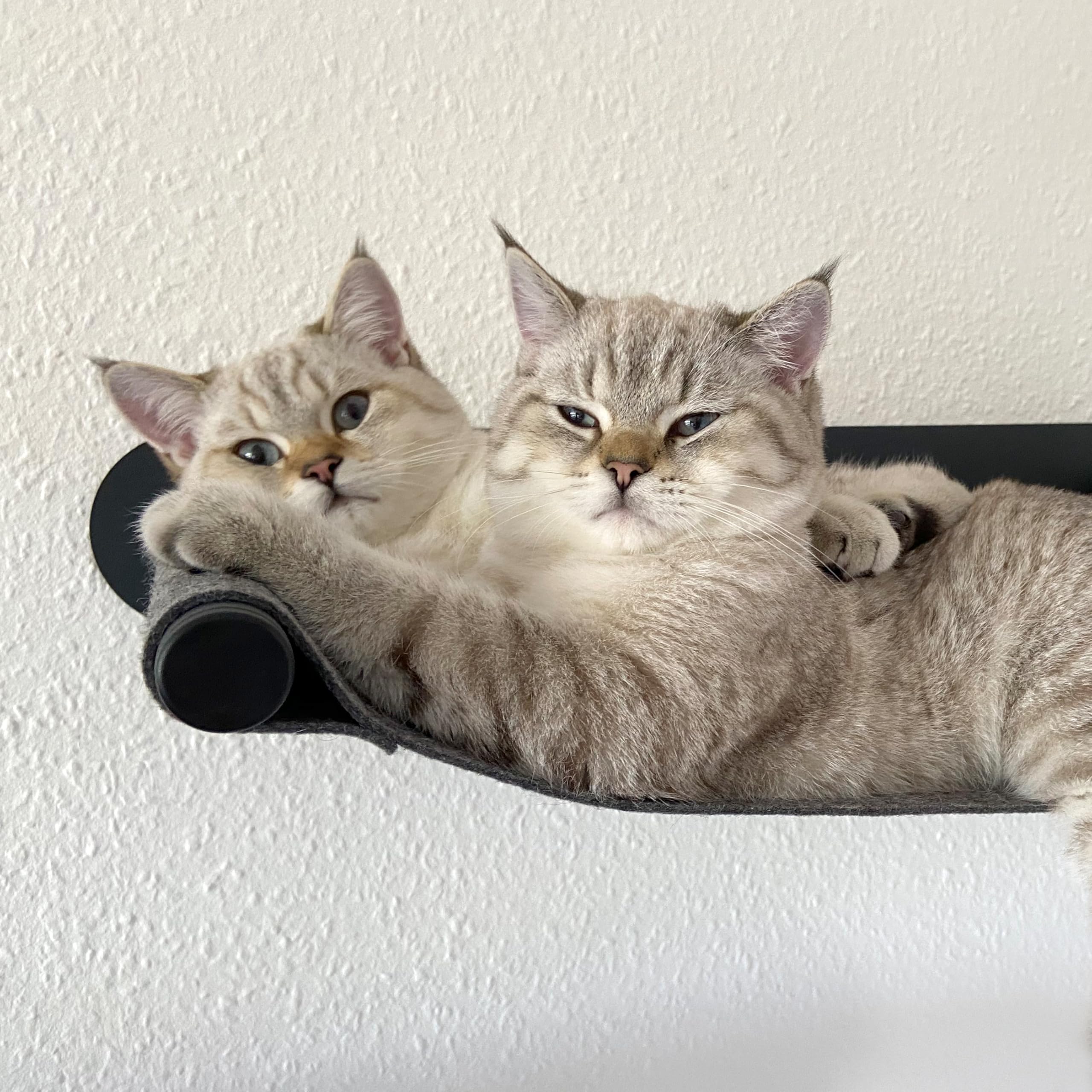 LucyBalu® Swing Hamac Mural pour Chat en Feutre Naturel I Anthracite