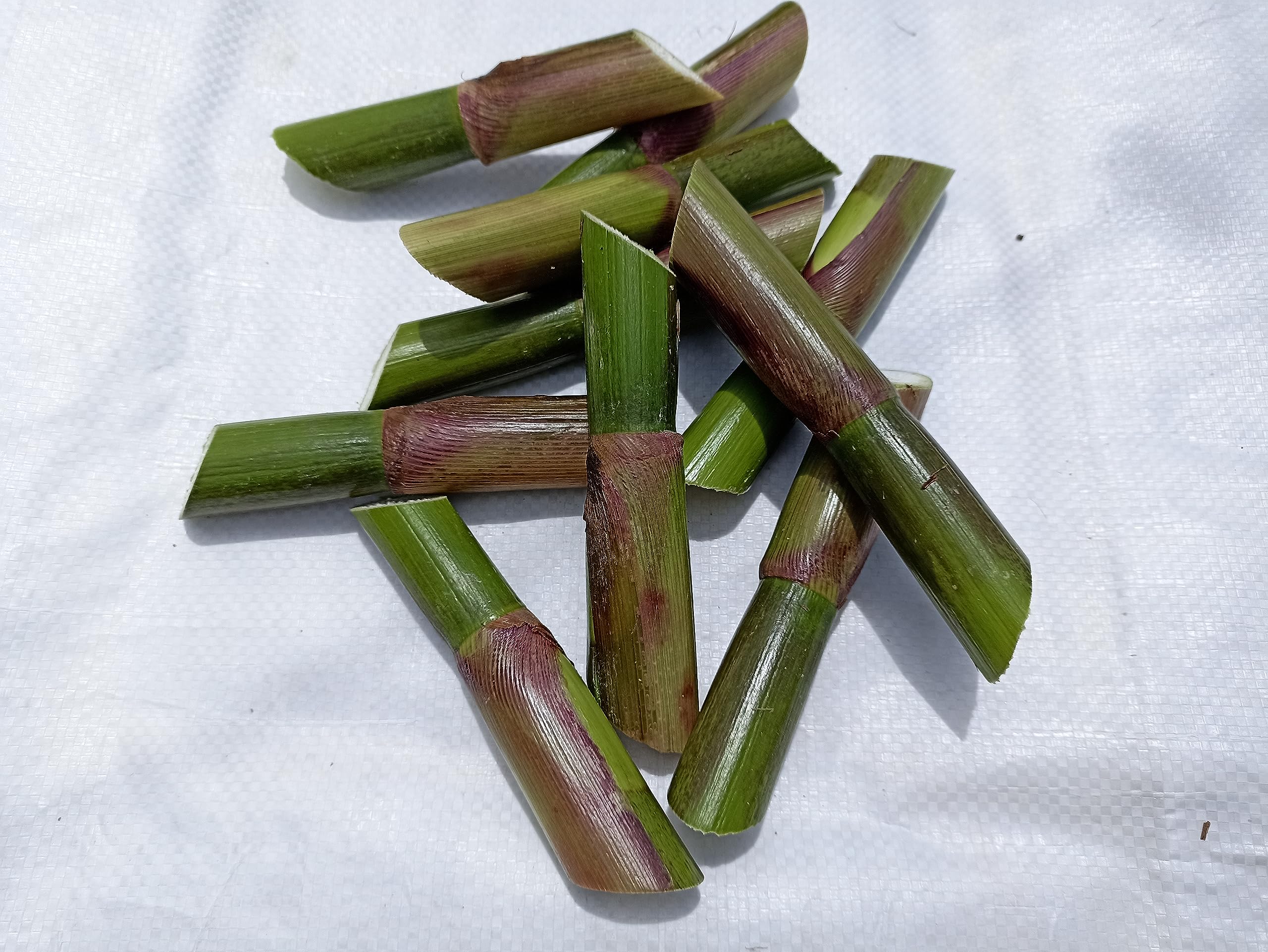 N.G.M.AGROCARE Ojana Hybrid Napier Grass/Water King Napier Grass (Pack Of 50 Fresh Slips)